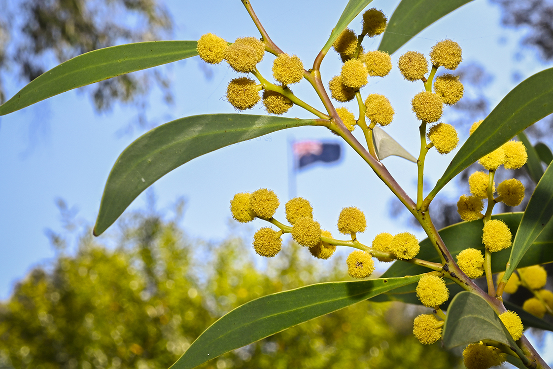 Wattle at Parliament House.